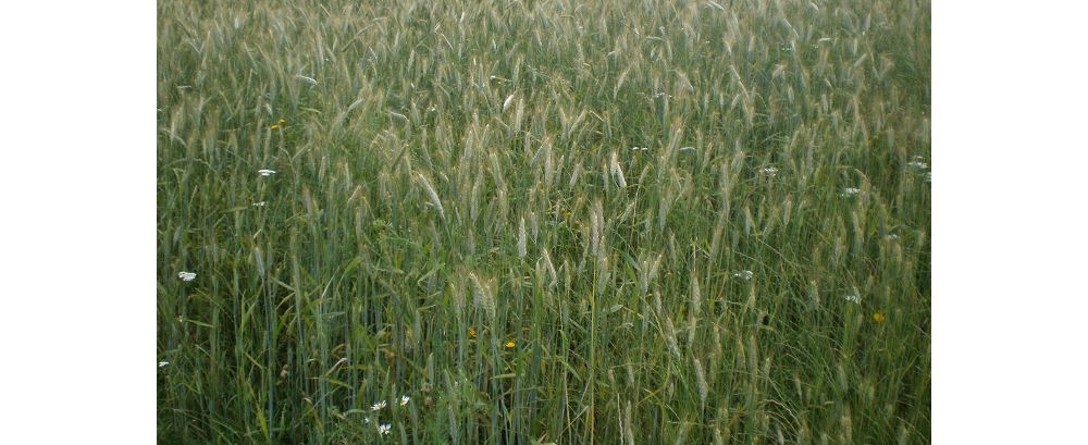 Triticale-travni-prisev-2.png